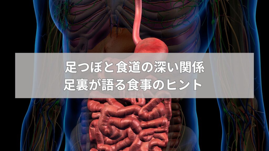 足つぼと食道の関係を示す人体の消化器系の図。赤く強調された食道と内臓が目立つ。