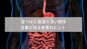 足つぼと食道の関係を示す人体の消化器系の図。赤く強調された食道と内臓が目立つ。